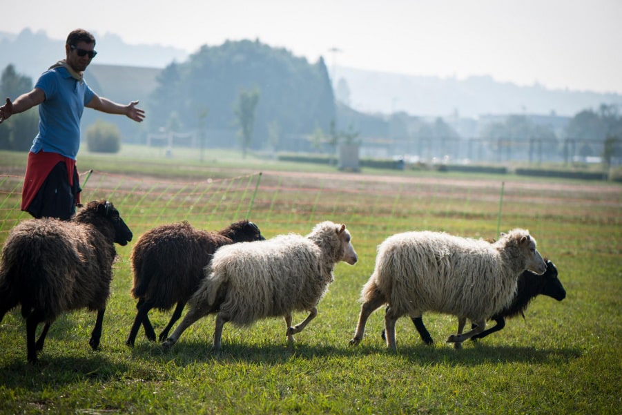 Image d'un collaborateur participant à une activité lors d'une sortie d'entreprise. Il tente de rassembler des moutons dans un champ.